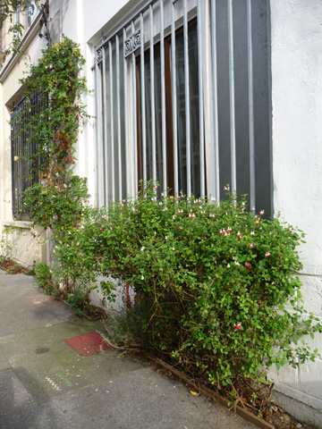 Rue Edouard Adam